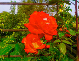 Троянда плетиста Кеп Хорн (Cap Horn)купити