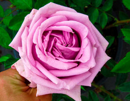 Троянда плетиста Індіголетта (Indigoletta)купити