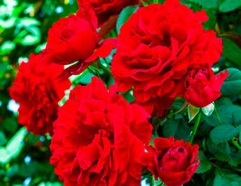 Троянда плетиста Пол Скарлет (Paul's Scarlet)купити