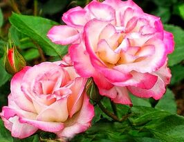 Роза флорибунда Свитхарт (Sweetheart) купить