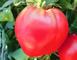 Томат Дівоче серцекупити