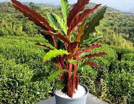 Калатея Руфибарба (calathea Rufibarba) купить