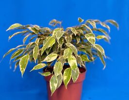 Фикус Бенджамина Кинки (Kinky) купить