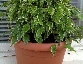 Фікус Бенджаміна Кінкі (Kinky)купити