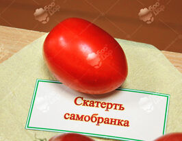 Томат Скатерть Самобранка купить