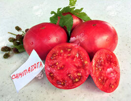 Томат Симпатягакупити