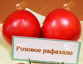Томат Рожеве рафаеллокупити