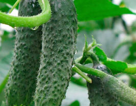 Огурец Аристократ F1 купить