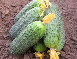 Огурец Беттина F1 купить