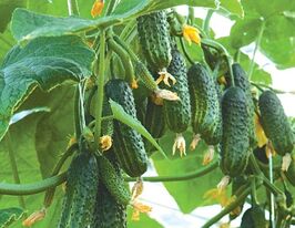 Огурец Эколь F1 купить