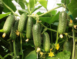 Огурец Кибрия F1 купить