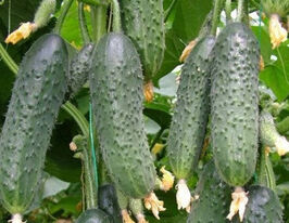 Огурец Лютояр F1 купить