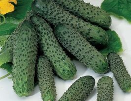 Огурец Пасалимо F1 купить