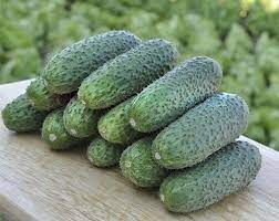 Огурец Чайковский F1 купить