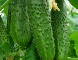 Огурец Шакти F1 купить