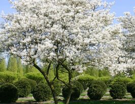 Ирга Ламарка купить