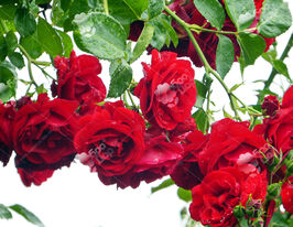 Троянда бордюрна Королівська Мантіякупити