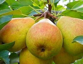 Груша Основянская купить