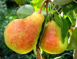 Груша Яблунивская купить