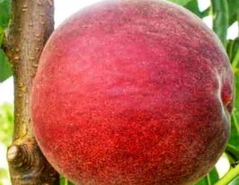 Персик Глоріякупити