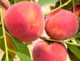 Персик Ерлі Старкупити