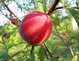 Персик Мостиськикупити