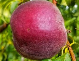 Персик Ред Робінкупити