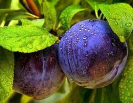 Слива Блю Фри купить