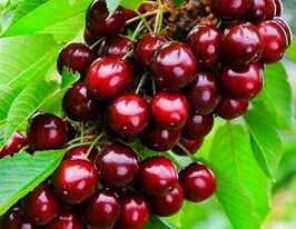 Черешня Лапінскупити