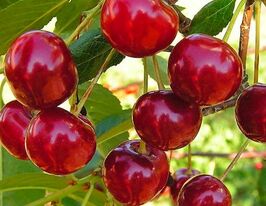 Черешня Рубінова Раннякупити