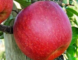 Яблуня Розеллакупити