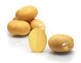 Картофель Лилли купить