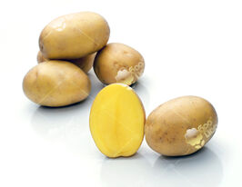 Картофель Бельмонда купить