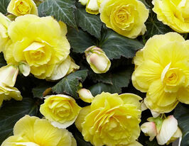 Бегония Пендула Желтая (Pendula Yellow) купить