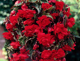 Бегония Пендула Каскад Алая купить