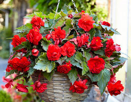 Бегония Пендула Алая купить