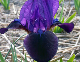 Ірис карликовий Літл Шадоукупити