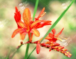 Крокосмия Масонорум (Masoniorum) купить