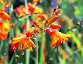 Крокосмия Метеор (Meteore) купить