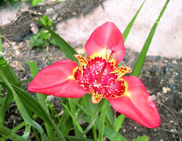 Тигрідія Спеціоза (Speciosa)купити