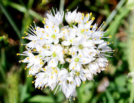 Цибуля декоративна Неаполітанська (Allium neapolitanum)купити