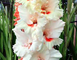 Гладиолус Аякс (Ajax) купить