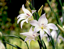 Гладиолус гибридный Альбус (Albus) купить