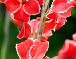 Гладиолус Атом (Atom) купить