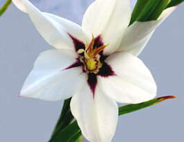 Гладіолус Мюріел (Murielae)купити