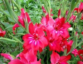 Гладиолус Робинетта (Robinetta) купить