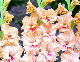 Гладиолус Кисси Раффл купить