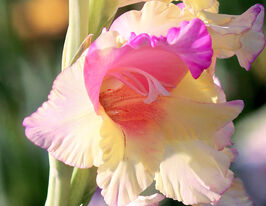 Гладиолус Мон Амур (Mon Amour) купить