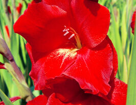 Гладиолус Оскар (Oscar) купить