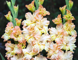 Гладиолус Румба Фризл купить